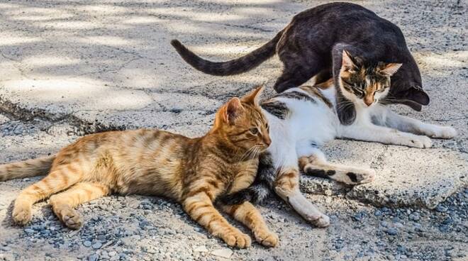 Arcaleni “Affrontare il randagismo felino, in grande aumento, e supportare i volontari che si stanno attivando è una questione di civiltà”